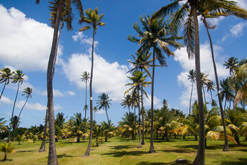 Wall Mural - Palm trees on the island of Martinique.