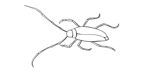 Alpine barbel or lumberjack beetle, line vector drawing. Contour clip art of theme of insects, ecology, naturalness of nature