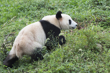 Wall Mural - Adult Giant Panda (Ailuropoda melanoleuca),  Chengdu, Sichuan, China