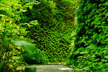 Around The Corner Of The Hiking Trail With Lush, Green, And Tall Fern Walls In Fern Canyon, California, USA