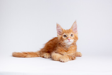 a red-haired cat lies on a white background