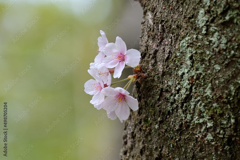 幹から直接開花した桜の花 Stock Photo | Adobe Stock