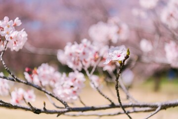 Sticker - cherry blossom