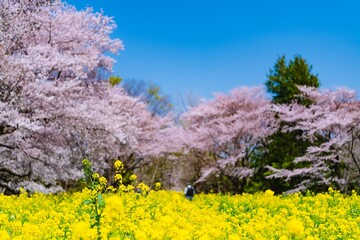 Sticker - lavender field in spring