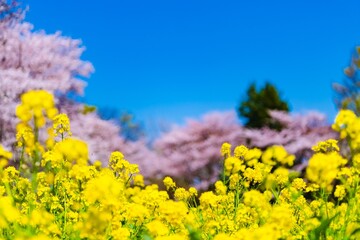 Canvas Print - flowers in the field