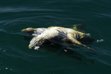 Dead Turtle In The Sea