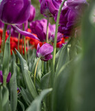 Fototapeta Tulipany - Beautiful colorful tulips in the garden