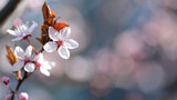 Fototapeta  - Piękny kolorowy wiosenny kwiat na kwitnący na drzewie owocowym.