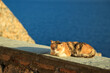 Cute three colours white red brown cat is laying on the cement parapet and enjoying basking in the sun against ancient stone fortress wall and bright blue Aegean sea, Monemvasia, Greece.