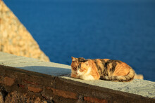 Cute Three Colours White Red Brown Cat Is Laying On The Cement Parapet And Enjoying Basking In The Sun Against Ancient Stone Fortress Wall And Bright Blue Aegean Sea, Monemvasia, Greece.