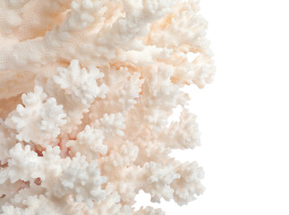 Wall Mural - Beautiful exotic sea coral isolated on white, closeup