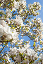 Magnolia Branches Against The Blue Sky
