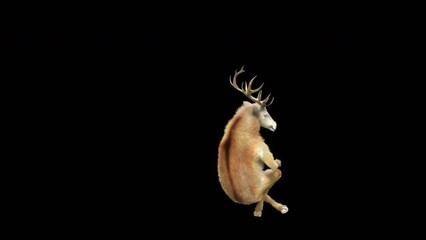 Wall Mural - deer dancing cg fur 3d rendering animal realistic cgi vfx animation loop composition 3d mapping cart