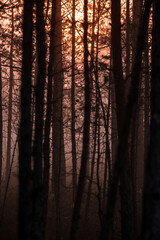  Beautiful sunrise with a red sun coming up through the fog and forest in the Great Kemeri Bog, near Jurmala, Latvia