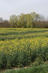 Poster - field of Rapeseed in France 