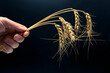 © photosaint - ripe ears of wheat close-up on a dark background. bread industry. vegetarian food