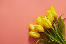
Many Yellow Tulips Pink Free Background For Text, Creative Banner With Flowers