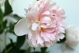 Fototapeta Dmuchawce - pink peony