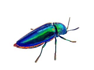 green bug isolated on white
