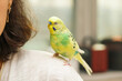 Budgie on the woman
