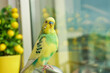 yellow and green budgie