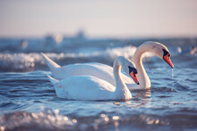White Swans In The Sea,sunrise Shot