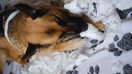 Wall Mural - German Shepherd made a mess on the bed, tore and ate several rolls of toilet paper. Dog is gnawing on white napkins from play or excitement. Pets alone at home concept. View from above.