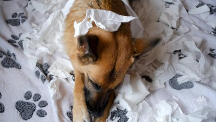 Wall Mural - German Shepherd made a mess on the bed, tore and ate several rolls of toilet paper. Dog is gnawing on white napkins from play or excitement. Pets alone at home concept. View from above.