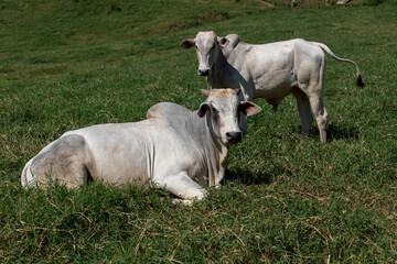 Wall Mural - nelore cattle lying in the farm pasture