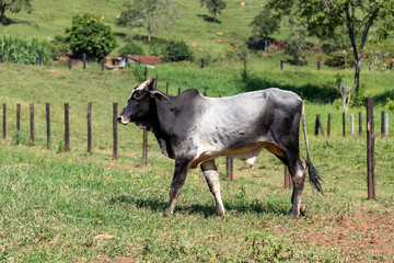 Wall Mural - nelore cattle in the farm pasture