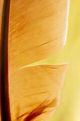 Wall Mural - Close-up of a feather as a background.