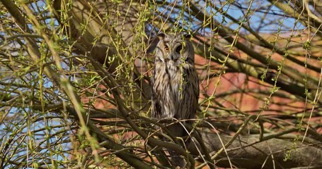 Wall Mural - Long-eared Owl on branch