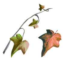 Ivy Plant With Dead Leaves On Branches Weaving Autumn Plant Illustration