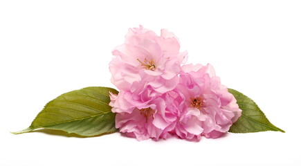 Fruit tree flowers with leaf blooming in spring, isolated on white