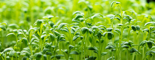 Fresh Watercress salad macro view banner. Growing sprouts of watercress salad.Micro greens Healthy food. Vegan food