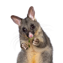 Aufkleber - Head shot of Brushtail Possum aka Trichosurus vulpecula, sitting facing front wooden box. Looking straight to the camera. Eating fresh green spinach from paws. Isolated on a white background.
