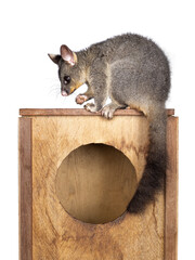 Poster - Brushtail Possum aka Trichosurus vulpecula, sitting side ways on wooden box. Looking  side ways away from camera. Paws and nails on edge of circle. Tail hanging down. Isolated on a white background.