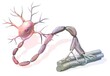 Motor neuron: neuron in contact with muscle fibers.