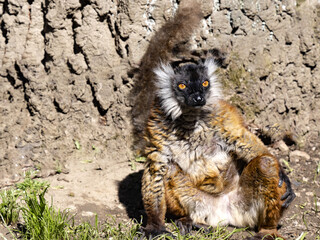 Wall Mural - Female Black Lemur, Eulemur m. Macaco, males are black