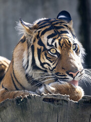 Wall Mural - The female Sumatran Tiger, Panthera tigris sumatrae, licks its paw