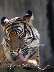 Wall Mural - The female Sumatran Tiger, Panthera tigris sumatrae, licks its paw