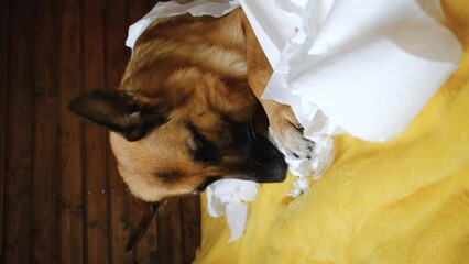 Wall Mural - Pet is alone at home entertaining himself, vertical footage. German Shepherd made mess on bed and tore several rolls of toilet paper. Dog is gnawing on white napkins from excitement or play.