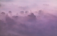 Árboles (bosque) Al Amanecer Con Niebla En Invierno