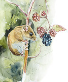 Fototapeta  - Hazel dormouse on a blackberry bush. The mouse wants to eat. Hand drawn watercolor illustration