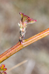 Small leaves of rubus fruticosus black satin.