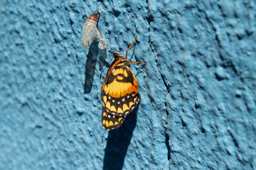 Wall Mural - Uma borboleta recém nascida ao lado do seu casulo vazio.