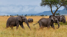 Elephant Herd Following A Young Bull Who Was Trying To Mate On The Plains Of The Masai Mara National Park In Kenya