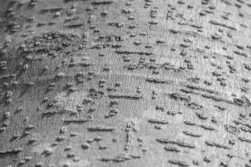 Wall Mural - Abstract black and white background, rough texture and dots pattern of tree surface