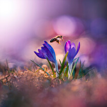 Close Up Of A Bee Flying Midair Between Two Purple Crocuses With Dreamy Sunlight. Bokeh Bubbles And Magical Light Shining. Shallow Depth Of Field