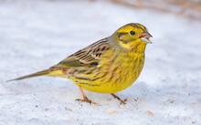 Hungry Male Yellowhammer (Emberiza Citrinella) Stands On The Snow Near The Grain Food In Sunny Winter Day